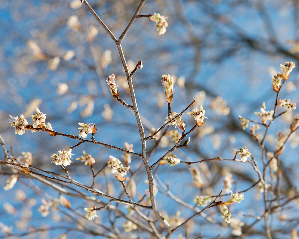 Flower buds just before bloom.
