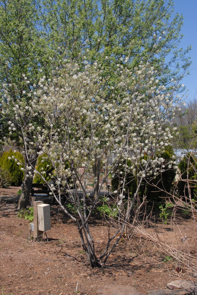 Form in flower.