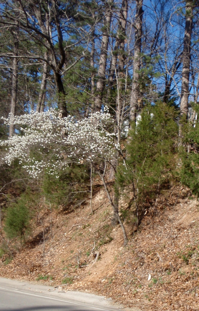 Tree form.