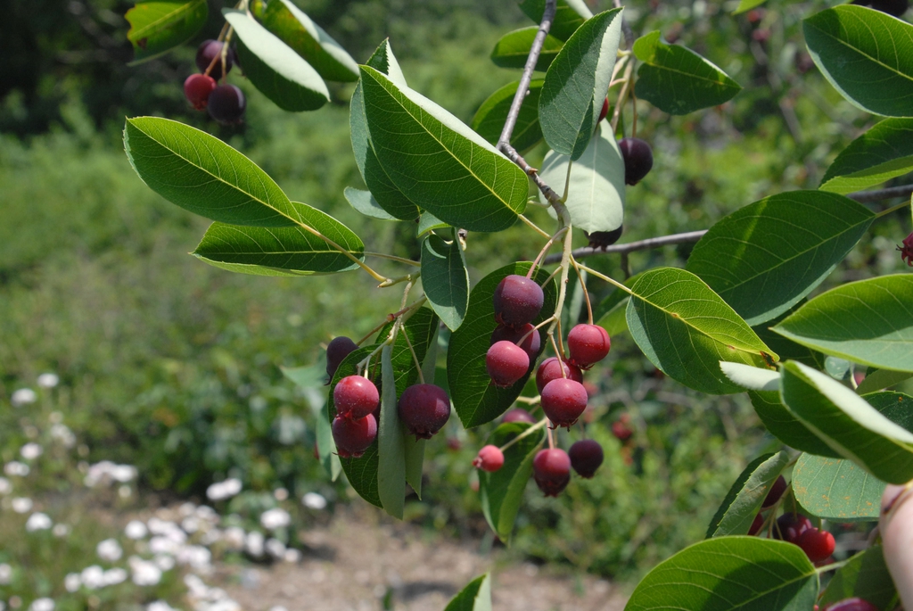 Amelanchier arborea