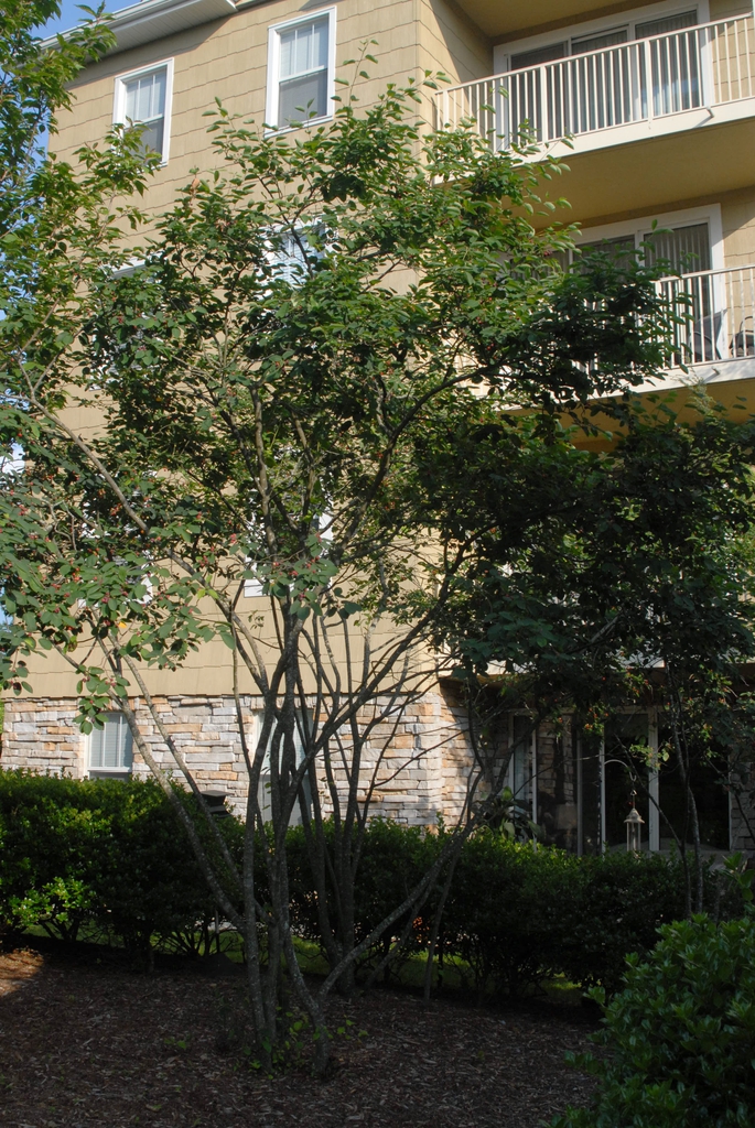 Fruits appear on the tree in summer (Ashville, NC)