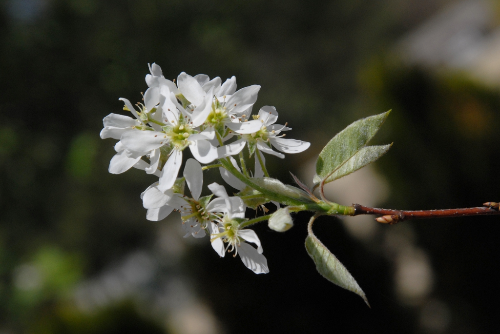 Amelanchier arborea