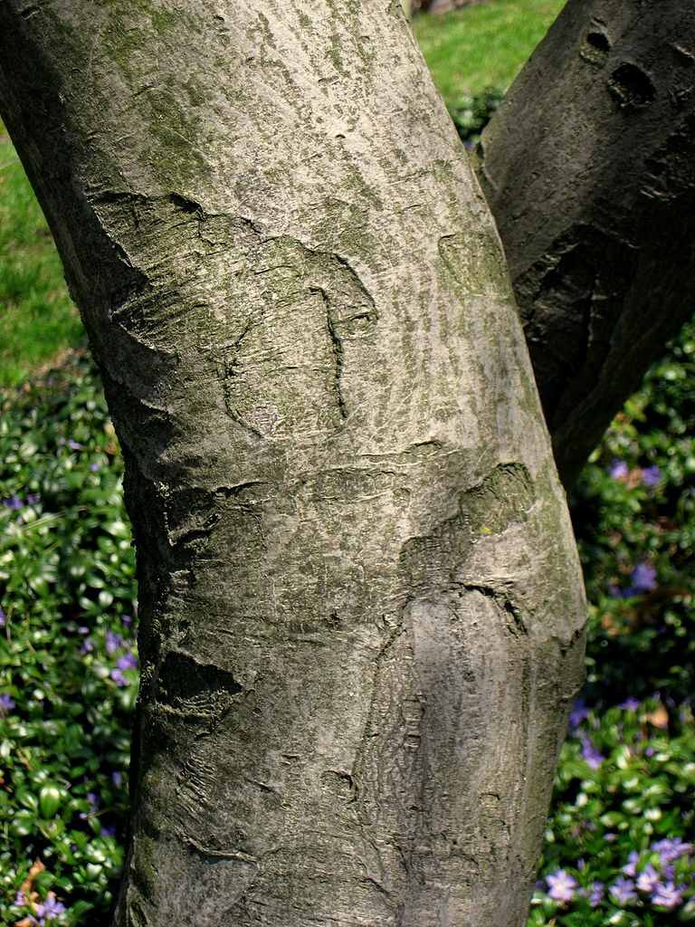 Bark