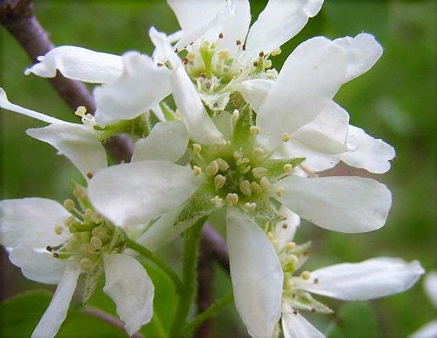 Close up of flower