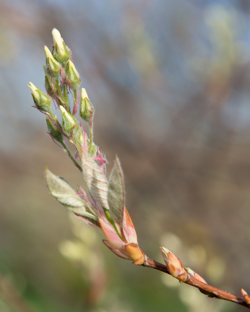 Buds in spring
