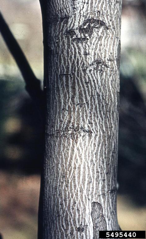 Bark
