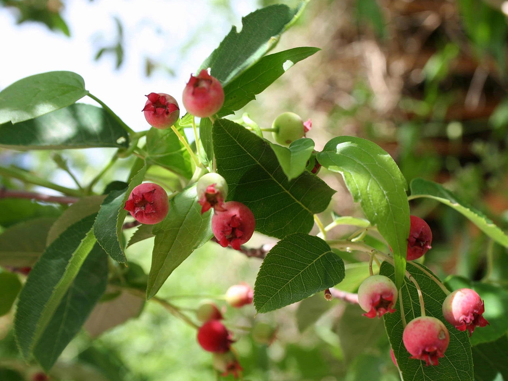 Fruit