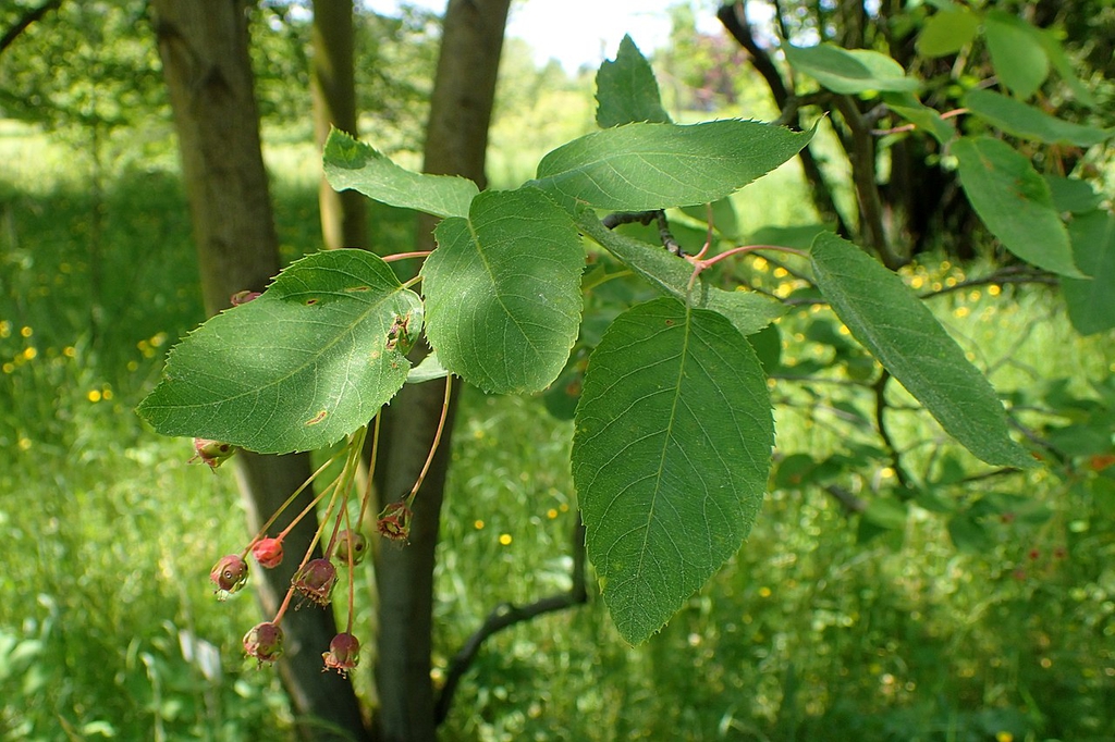 Leaves