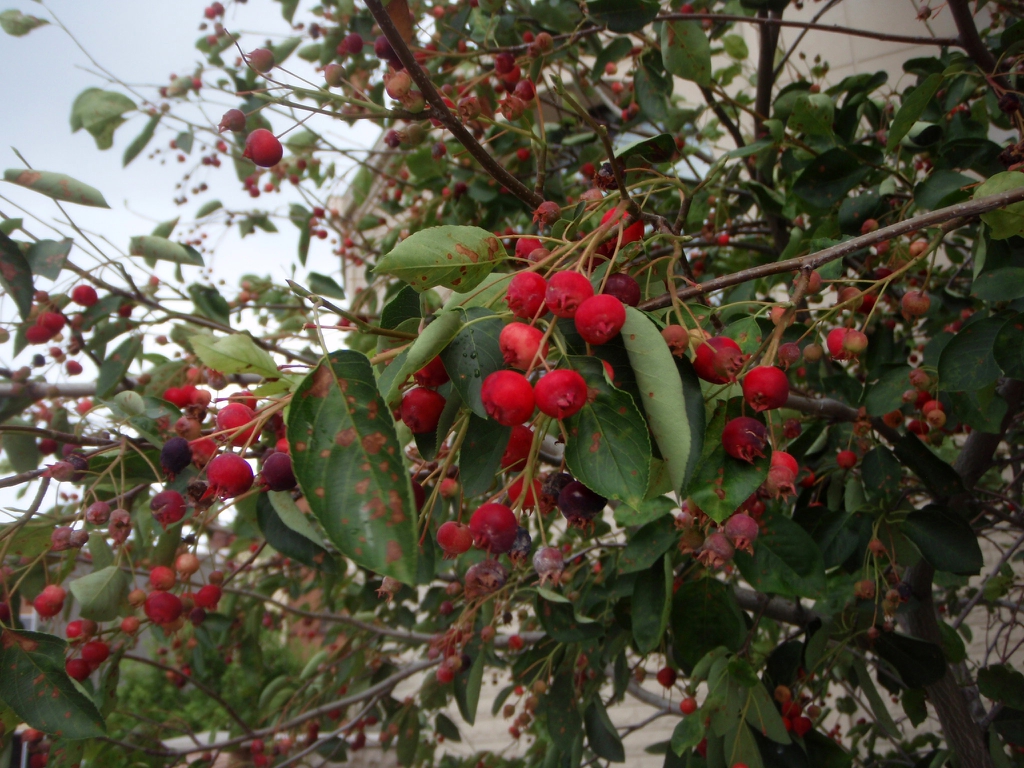 Leafy shoots with clusters of red fruits.