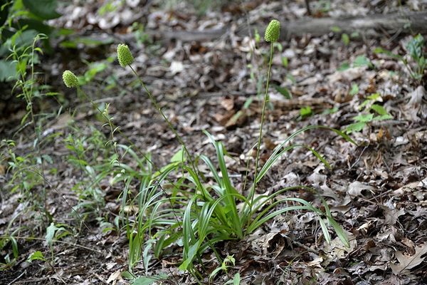 Form