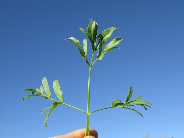 leaves