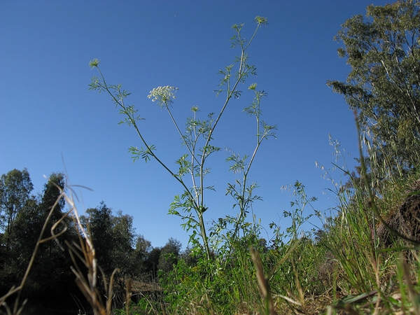 flower and form