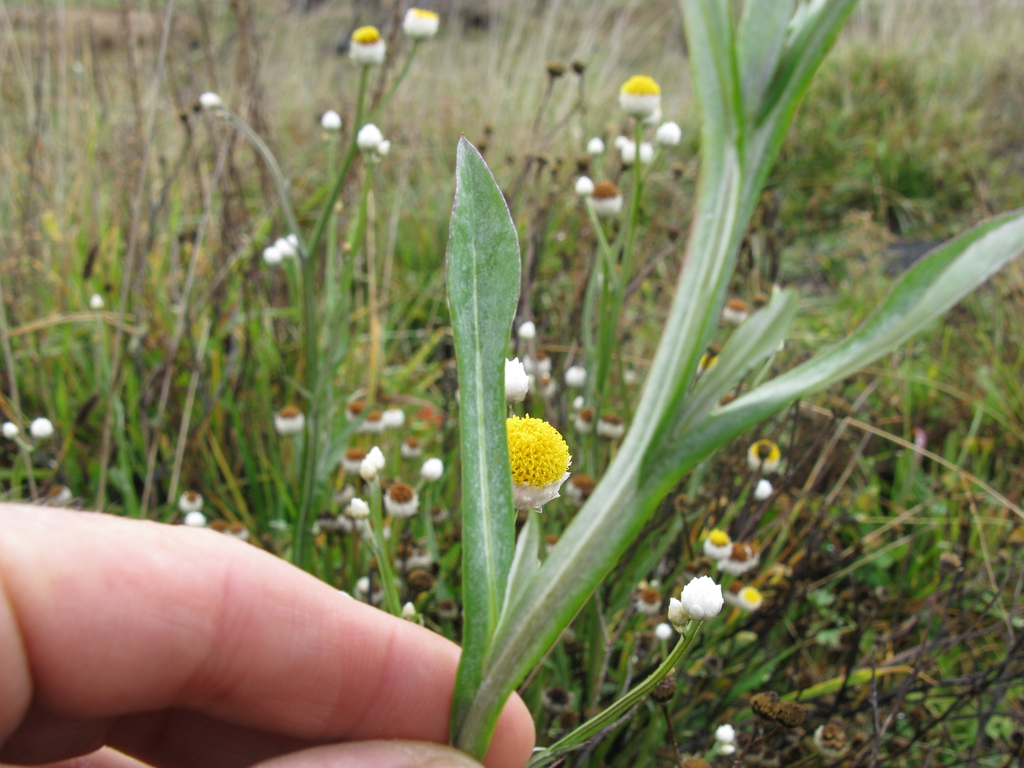 Wooly leaves with winged stems.