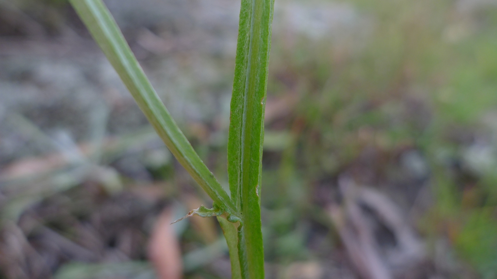 Winged stem