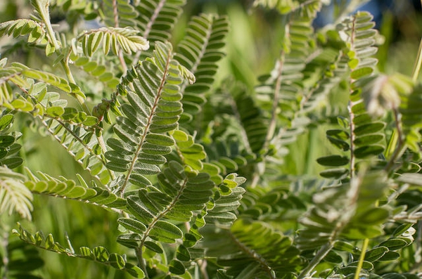 flower and leaves