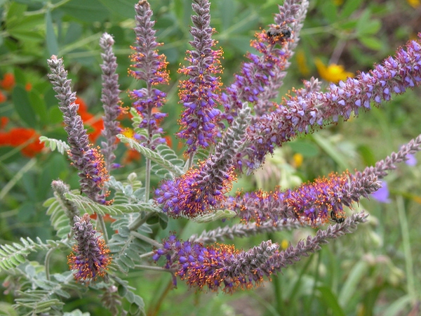 flower and leaves