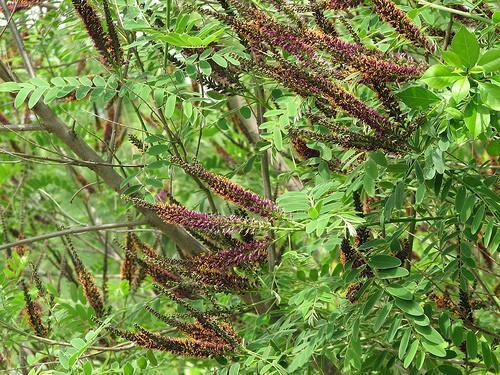 Amorpha fruticosa 