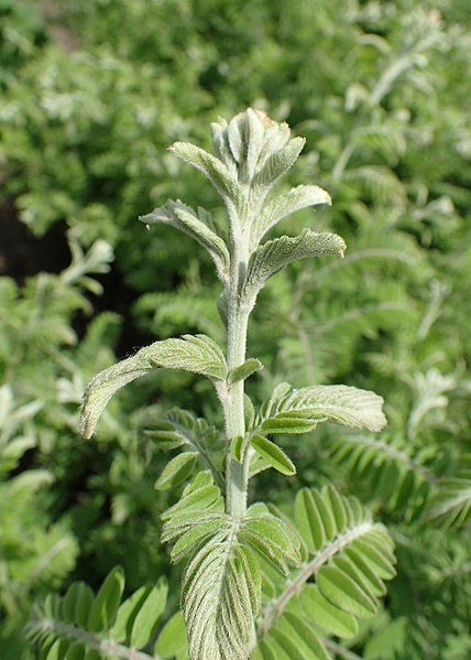 Amorpha canescens