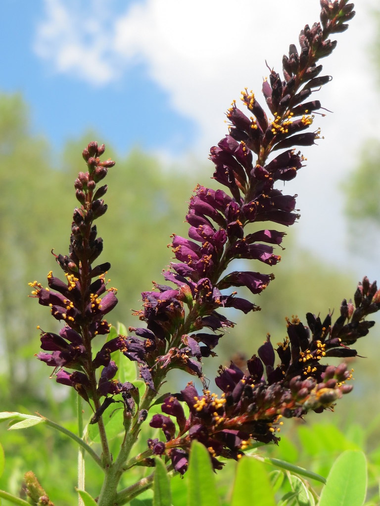 Amorpha fruiticosa