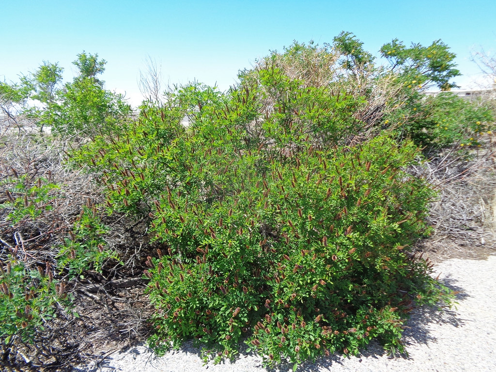 Amorpha fruiticosa