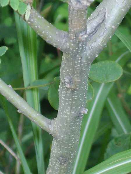 Amorpha fruiticosa