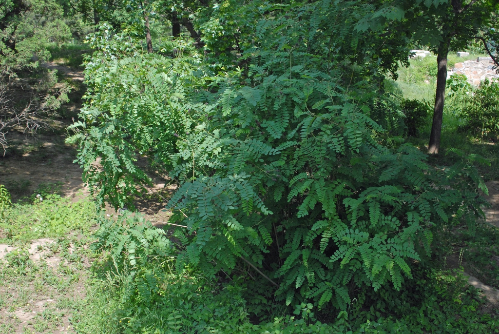 Amorpha fruticosa