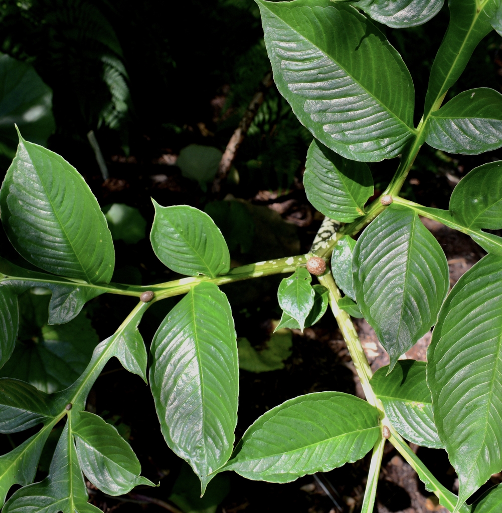 Note several bulbils or little bulbs near branching parts
