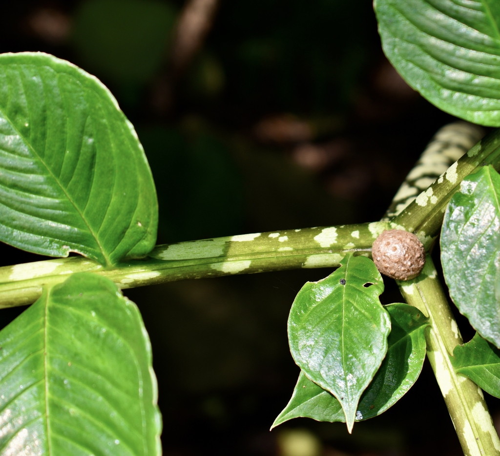 bulbils at branching parts of plant
