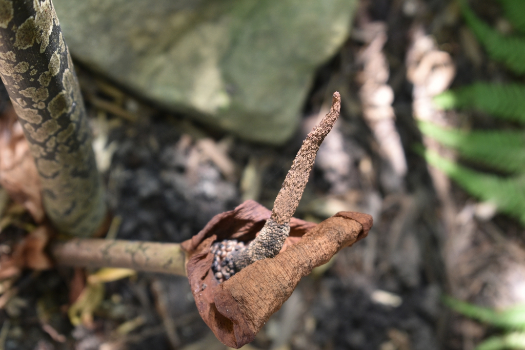 Flower & Seed - Wake Co., NC