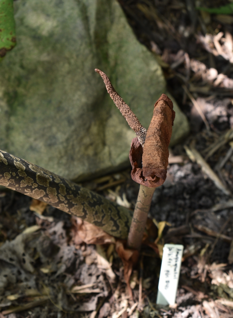 Flower & Stem - Wake Co., NC