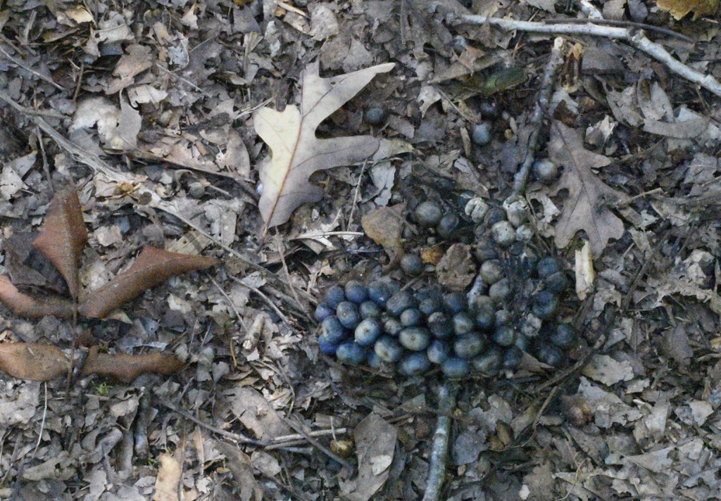 Amorphophallus kiusianus