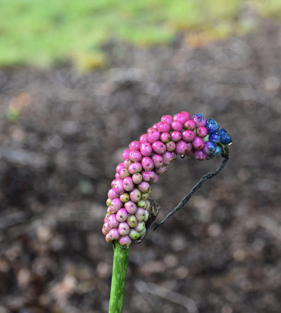 Amorphophallus kiusianus