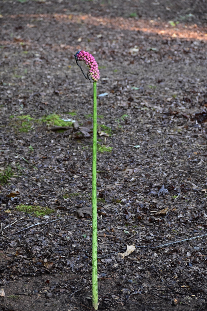 Amorphophallus kiusianus