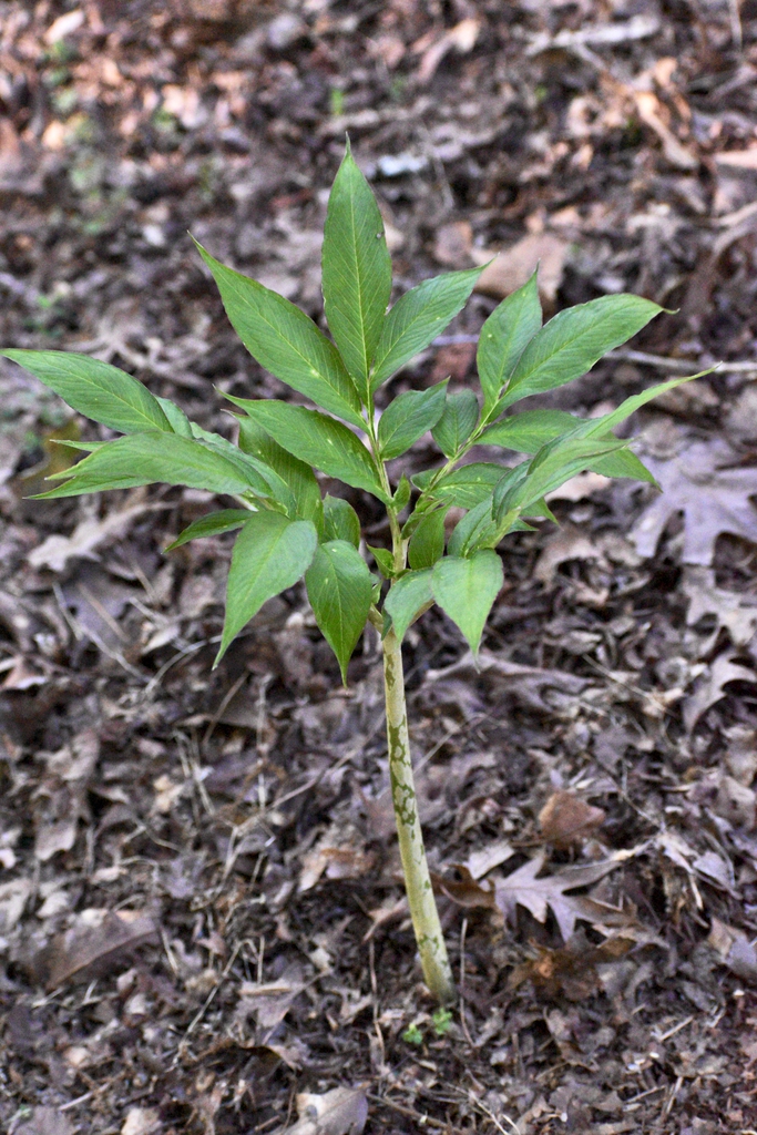 Leaf