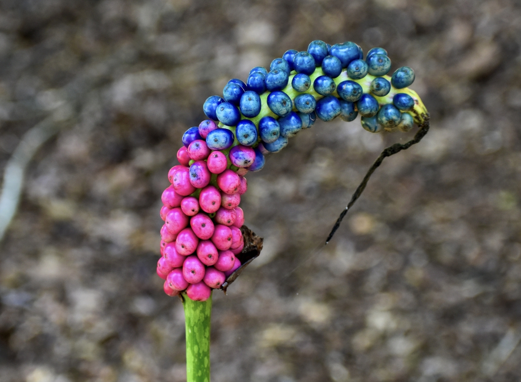 Fruit - Summer - Wake Co., NC