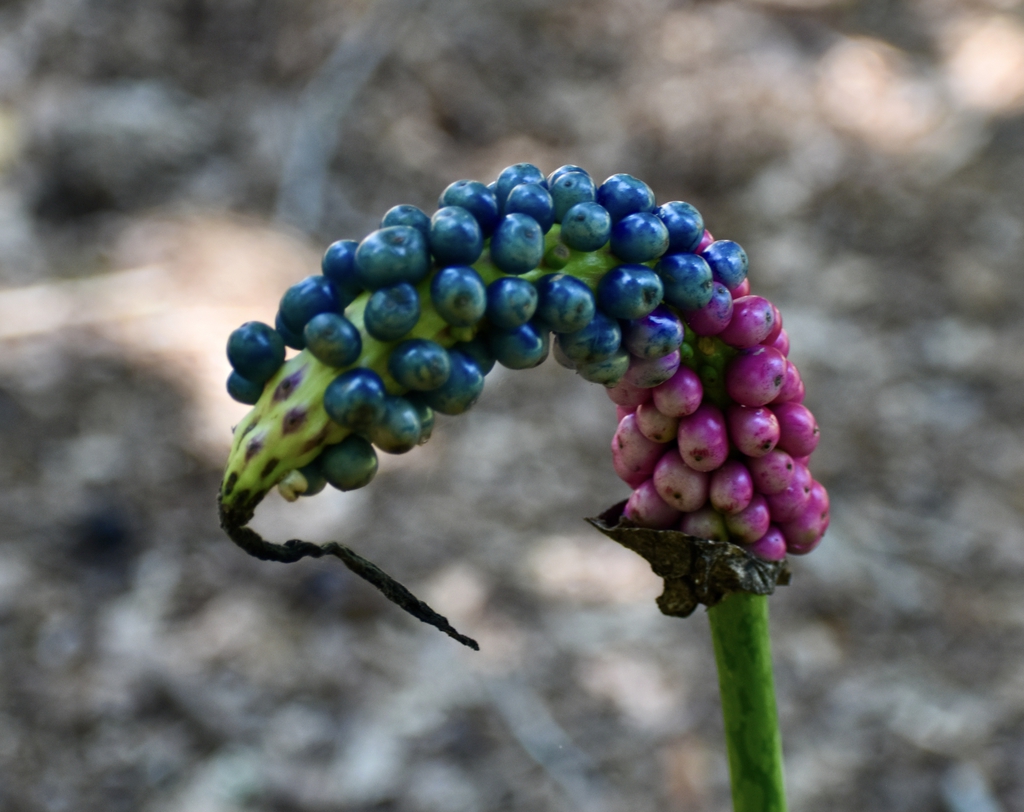 Fruit - Summer - Wake Co., NC