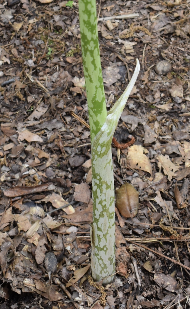 Amorphophallus kiusianus