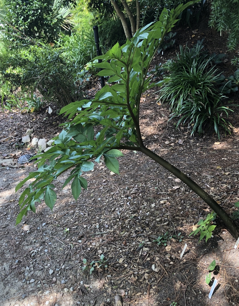 'Black Sox' Form - Sept. 15 - Wake Co., NC