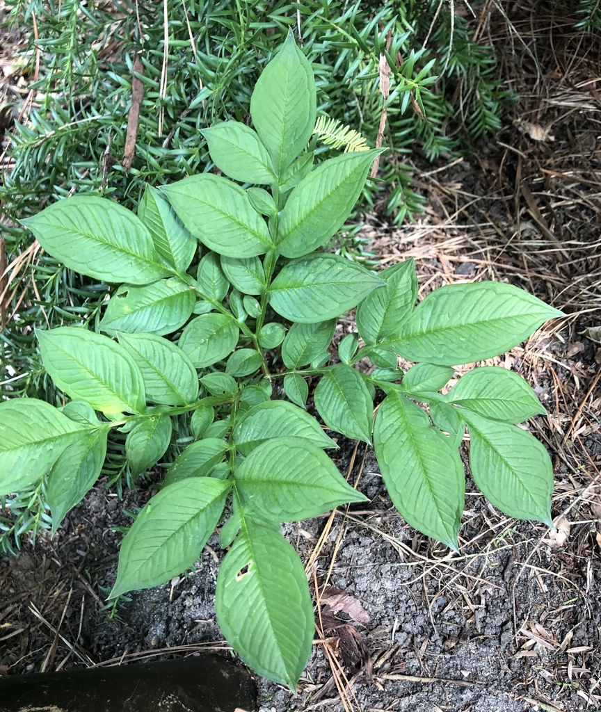 'Black Sox' Leaves - Sept. 15 - Wake Co., NC
