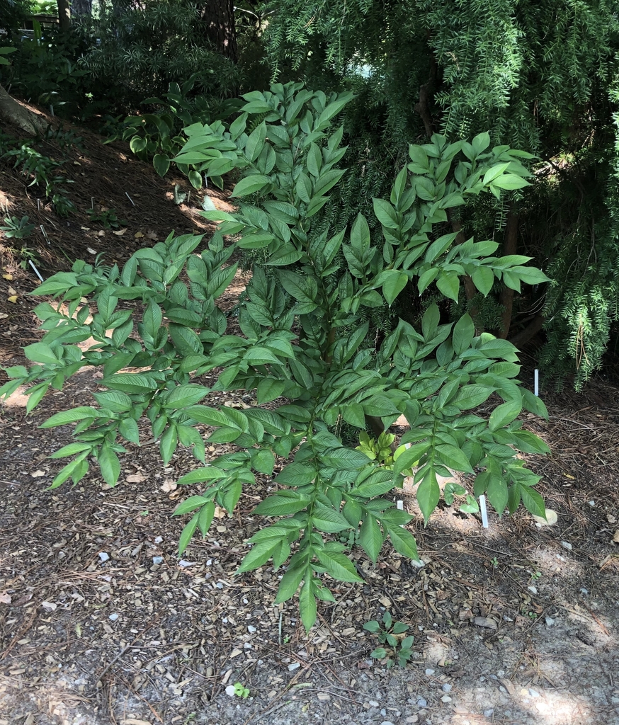 'Black Sox' Leaves - Sept. 15 - Wake Co., NC