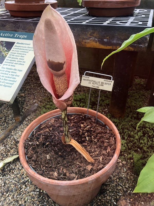 potted plant with small pink spathe and spadix. No leaves.