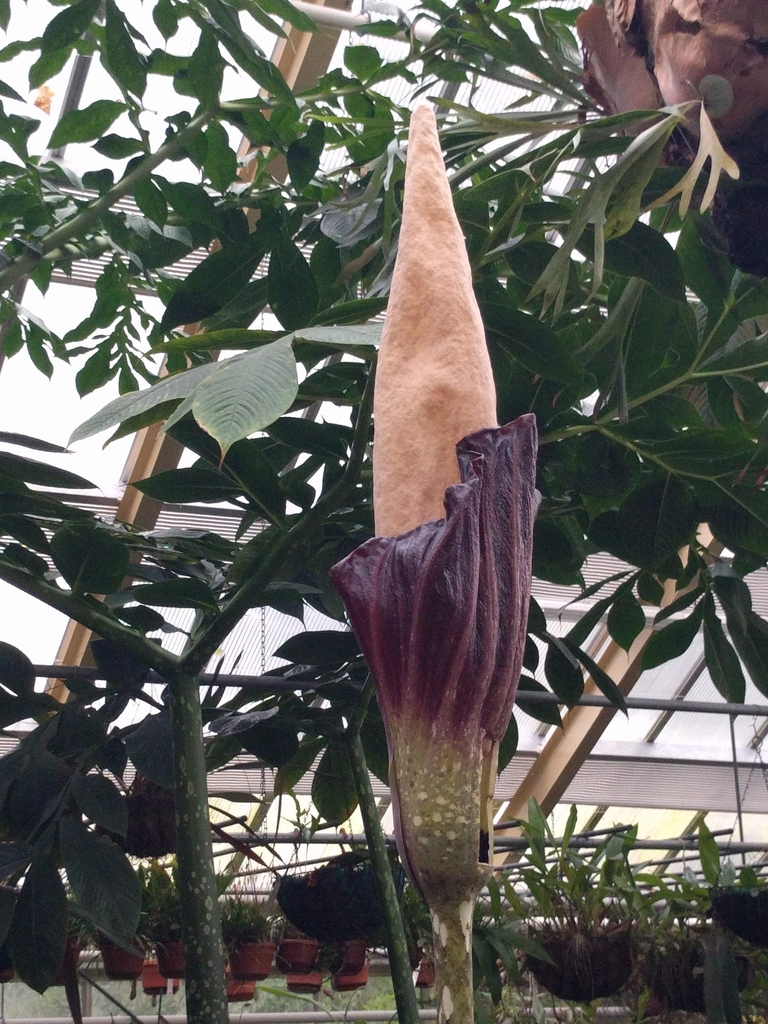 Flowers of A. decus-silvae