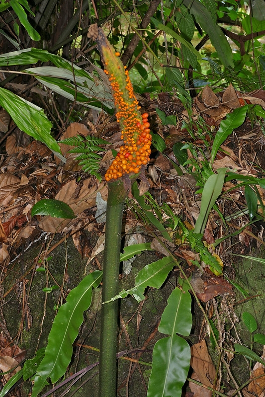 Erect spadix with orange berries maturing along its length.