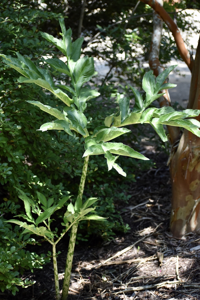 Amorphophallus kiusianus