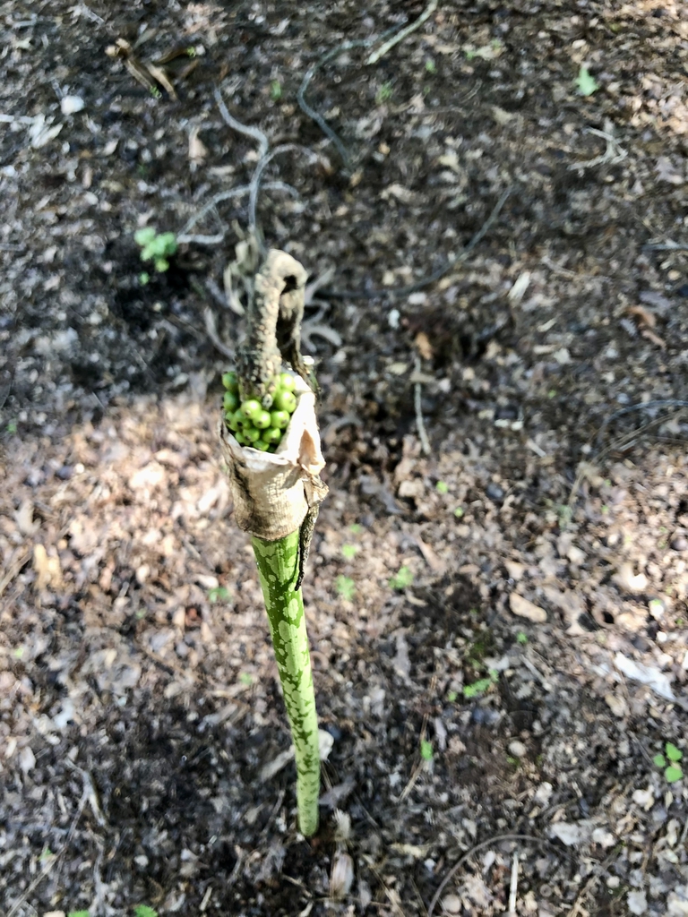 Amorphophallus kiusianu