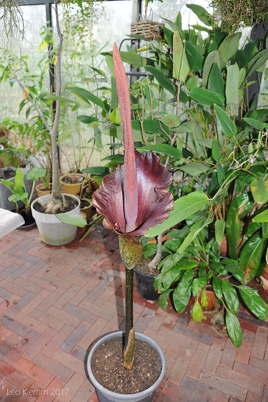 large potted plant. Funnel like spathe around a large spadix