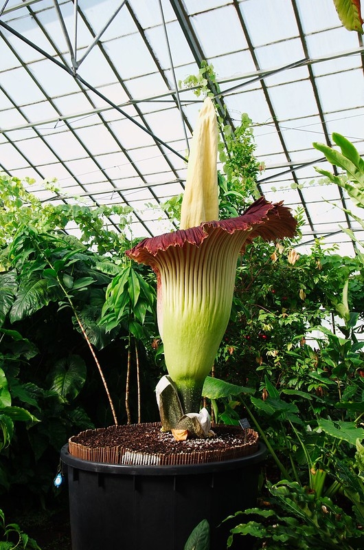 large potted plant. Funnel like spathe around a large spadix