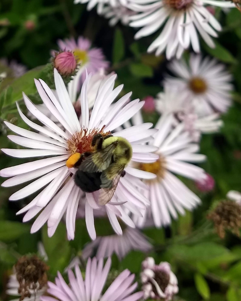 Flower with pollinator