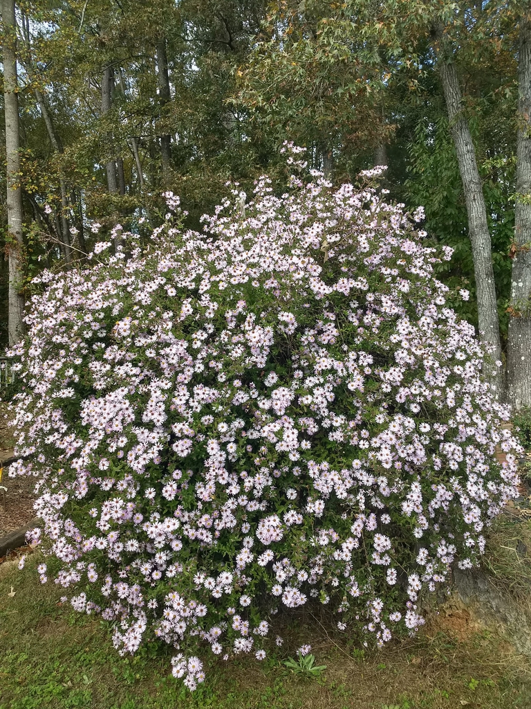 Form