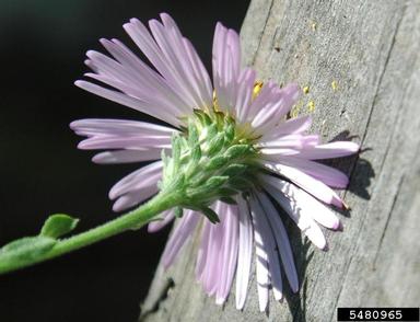 Ampelaster carolinianus